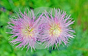 Two alpine flowers in bloom