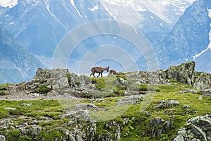 Two alpine goats on the edge of the mountain, mount Bianco, Alps, Italy