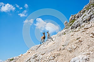 Two alpine ibex