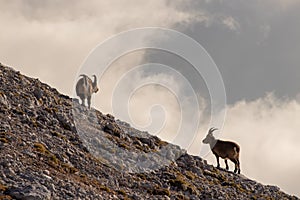 Two alpine ibex behind theme clouds