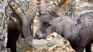 two alpine ibex fight