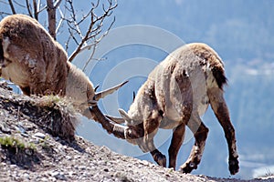 Two alpine ibex fighting in French Alps, France