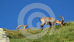 Two alpine ibex grazing on a mountain meadow