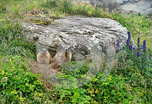 Two alpine marmots looking out of their cave