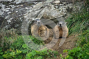 Two alpine marmots looking out of their cave
