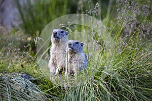 Two Alpine marmots Marmota marmota in the grass.