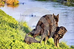 Two Alsatian dogs - copulation on the water`s edge