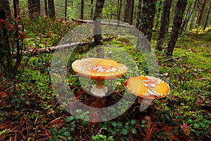 Two amanita in the forest.