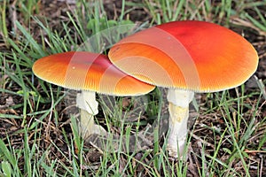 Two Amanita jacksonii Mushrooms in Green Grass