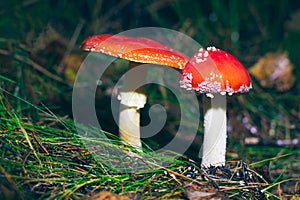 Two Amanita Muscaria, Known as the Fly Agaric or Fly Amanita