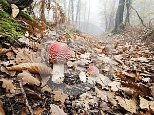 Two amanita muscaria mushrooms in Slovenia photo