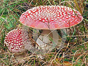 Two Amanita muscarias in grass