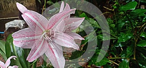 Two Amaryllis belladonna flowers blooms in garden and rain drops on it