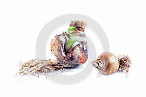 Two Amaryllis Bulbs on White Background