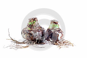 Two Amaryllis Mix Bulbs with Roots