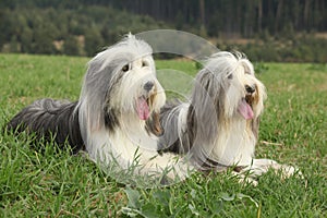 Two amazing bearded collies lying in the grass