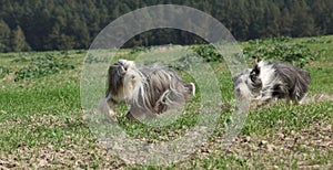 Two amazing bearded collies running together