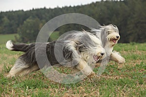 Two amazing bearded collies running together