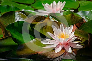 Two amazing bright pink water lilies or lotus flowers Marliacea Rosea in old pond