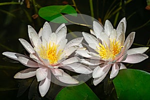 Two amazing bright pink water lilies or lotus flowers Marliacea Rosea in old pond. Nympheas with water drops