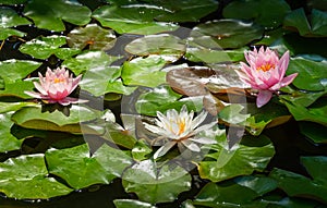 Two amazing bright pink water lilies or lotus flowers Marliacea Rosea and one white nymphaea in old pond. Nympheas above leaves