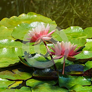 Two amazing bright pink water lilies or lotus flowers Perry`s Orange Sunset in pond. Nympheas with water drops.