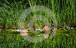 Two amazing bright pink water lilies or lotus flowers Perry`s Orange Sunset in pond. Nympheas with water drops and plants