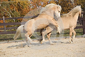 Two amazing stallions playing together