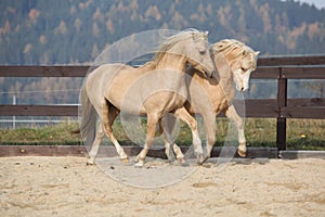 Two amazing stallions playing together