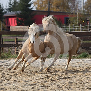 Two amazing stallions playing together