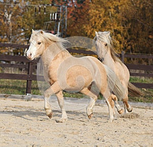 Two amazing welsh pony stallions playing together