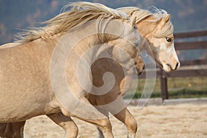 Two amazing welsh pony stallions playing together