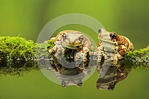 Two Amazon milk frogs