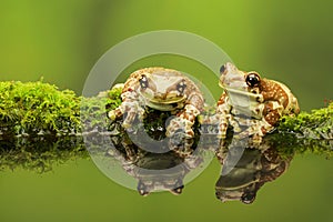 Two Amazon milk frogs photo