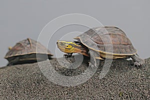 Two Amboina Box Turtle or Southeast Asian Box Turtle are basking before starting their daily activities. photo