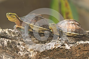 Two Amboina Box Turtles or Southeast Asian Box Turtles are basking before starting his daily activities.