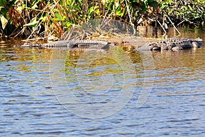 Two American Alligators