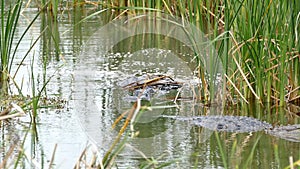 Two American alligators, Alligator mississippiensis, crawling in water of marsh.