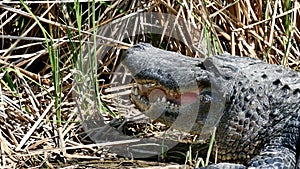 Two American alligators sunning in mud of marsh at Port Aransas, Texas.