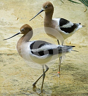 Two American Avocets photo