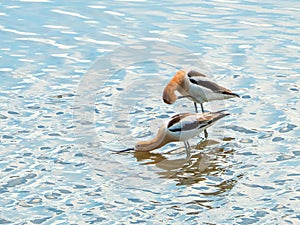 Two American Avocets in Rippled Water photo