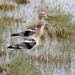 Two American Avocets photo