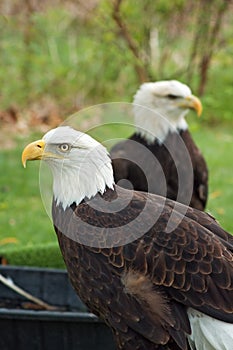 Two American Bald Eagles