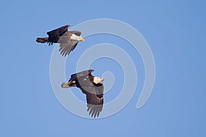 Two American Bald Eagles in Flight