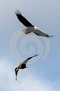Two american bald eagles sparring in the air in coastal Alaska United States