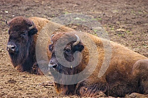 Two american bison chilling at the safari