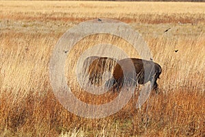 Two American bison in northwest Indiana