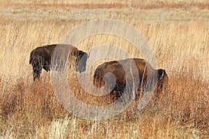 Two American bison in northwest Indiana