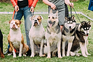 Two American Bulldog Dog, Alsatian Wolf Dog Or German Shepherd Dog