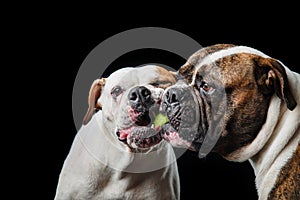 Two American Bulldogs, American Bulldog, Dogs plays with the ball